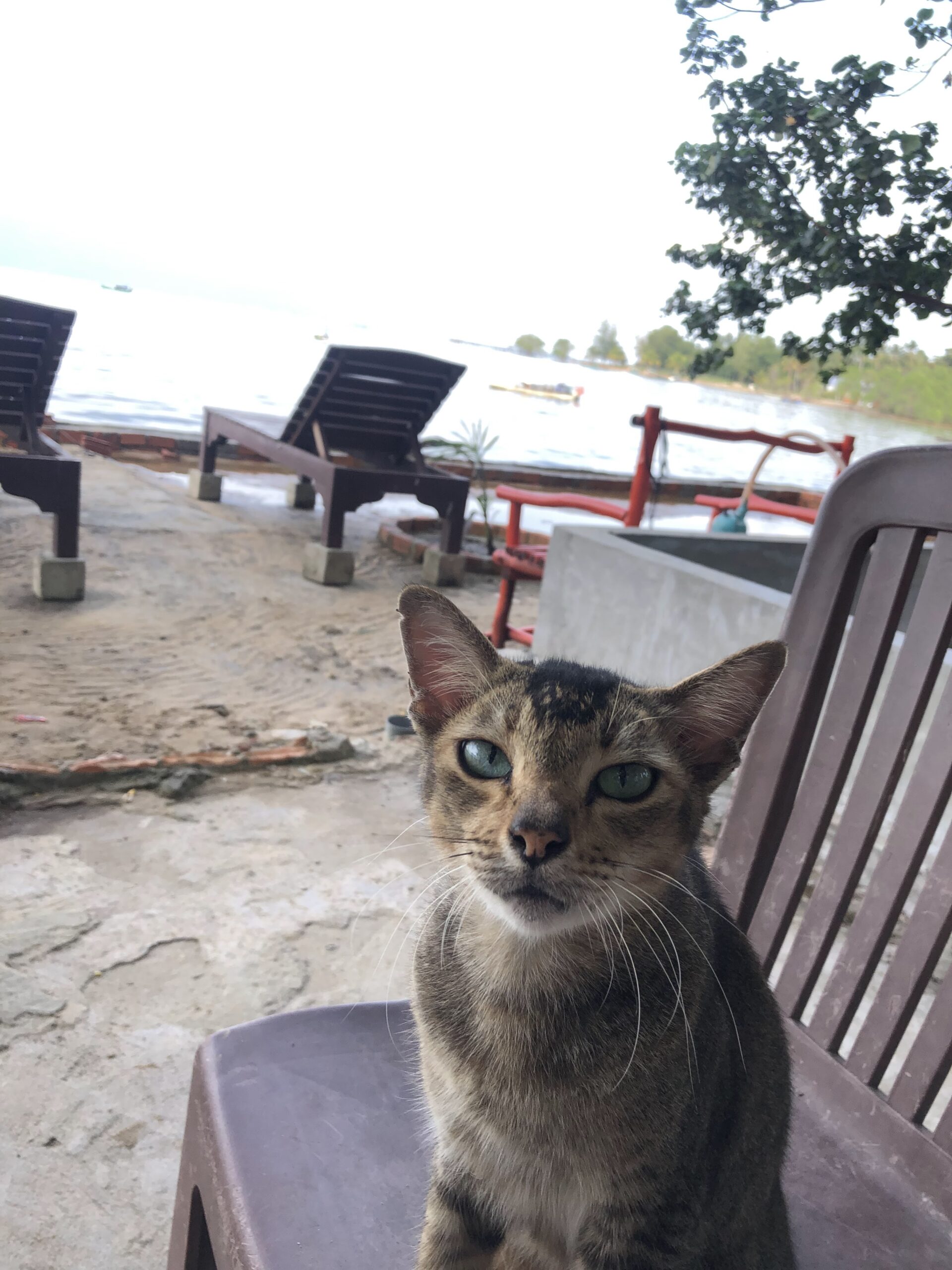 Phu Quoc beach cat