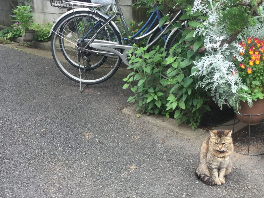 Japan Cat Bike